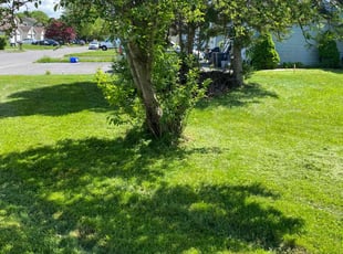 Susan D.'s lawn care service result