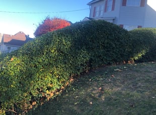 Angela N.'s Bush Trimming service result