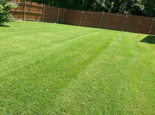 Roberto R.'s turf care service result