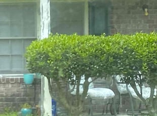 Jessica J.'s Bush Trimming service result