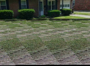 Hafiza E.'s turf care service result