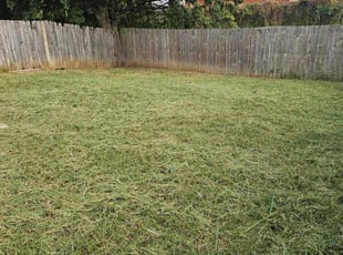 Alibek D.'s grass cutting service result
