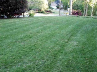 Nafeesa M.'s grass maintenance service result