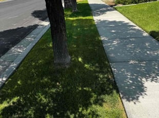 Alisha K.'s lawn maintenance service result
