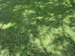 Lionel B.'s grass cutting service result