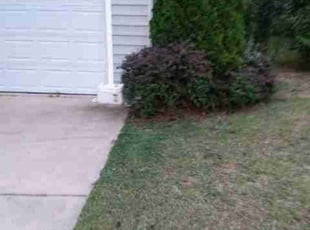 Jeffrey B.'s Bush Trimming service result