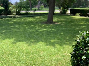 Chrissie W.'s grass maintenance service result