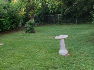 Tom F.'s Leaf Removal service result