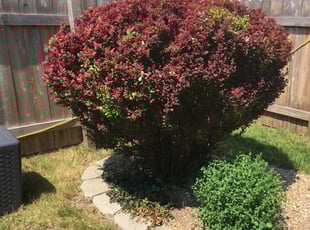 Anissa D.'s Bush Trimming service result