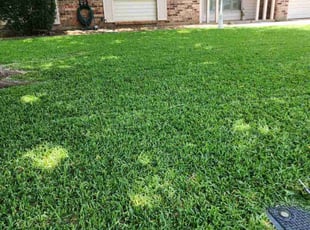 Michael C.'s grass maintenance service result