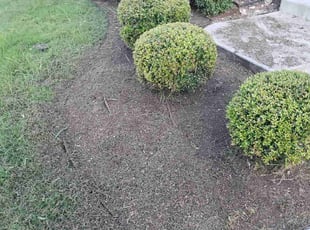 Javier M.'s Bush Trimming service result