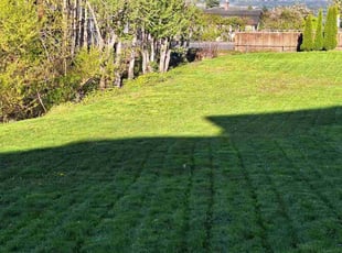 Vijay K.'s turf care service result