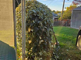 Billy J.'s Bush Trimming service result