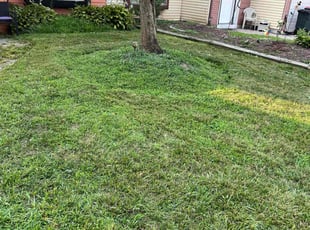 Miles C.'s lawn care service result