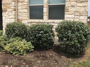 David M.'s Bush Trimming service result