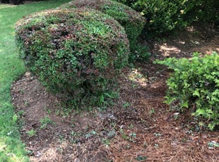 Sonja S.'s Bush Trimming service result