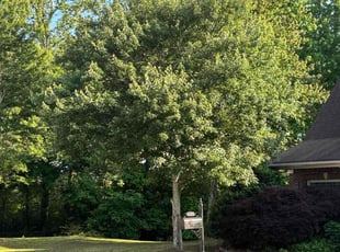 Jonathan H.'s turf maintenance service result