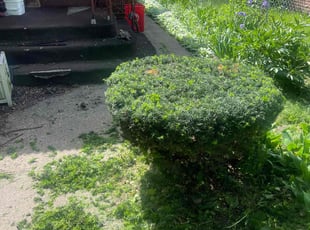 Georgina N.'s Bush Trimming service result