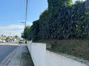 Melvin B.'s Bush Trimming service result