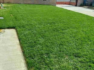 Danielle M.'s turf care service result