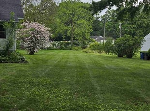 Deo M.'s turf care service result