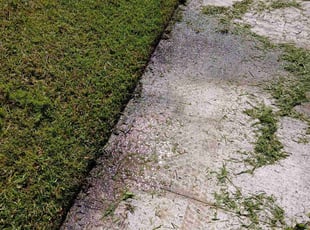 Norma C.'s turf maintenance service result