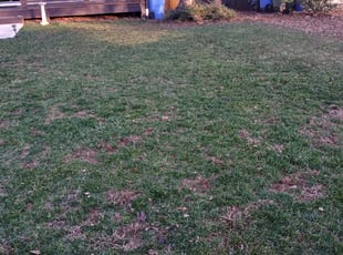 Kamal R.'s Leaf Removal service result