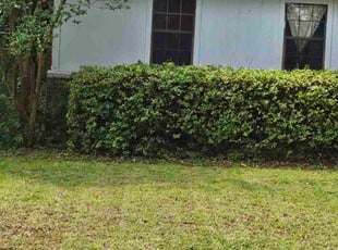 Jamie K.'s Bush Trimming service result