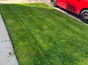 Francis T.'s grass maintenance service result
