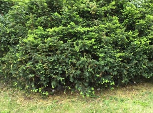 Billy K.'s Bush Trimming service result