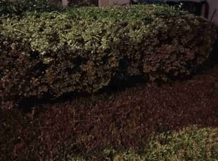 Laurie C.'s Bush Trimming service result