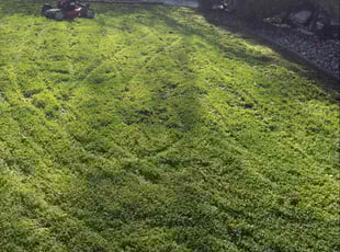 Jenny V.'s grass maintenance service result