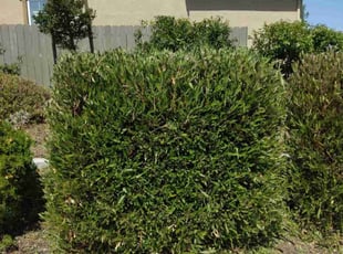 Debbie P.'s Bush Trimming service result