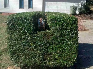 Otis J.'s Bush Trimming service result