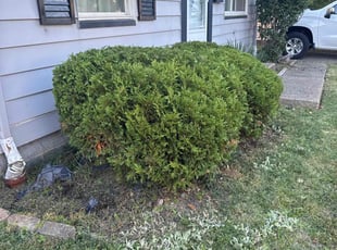 Justin N.'s lawn care service result