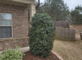 Karlyn J.'s Bush Trimming service result
