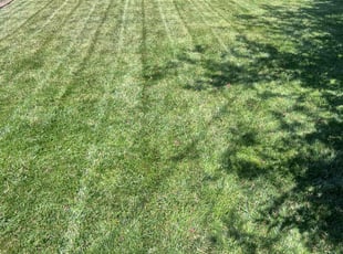 Euphina S.'s lawn maintenance service result