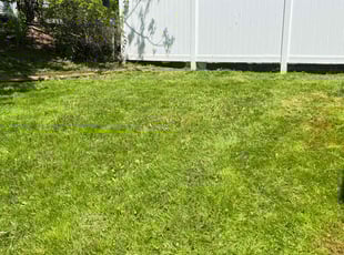 Wegdan A.'s lawn care service result