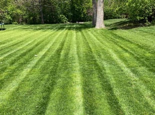 Charmaine A.'s turf maintenance service result