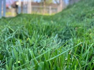 Shirley W.'s grass cutting service result