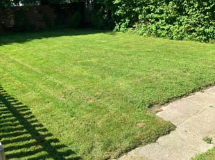 Andy M.'s grass cutting service result