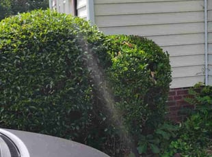 Pierre M.'s Bush Trimming service result