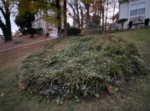Graham M.'s Bush Trimming service result