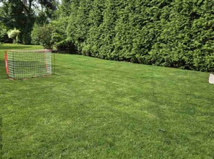 Raj B.'s grass maintenance service result