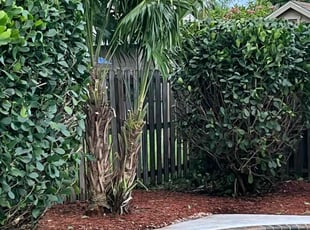 Sue G.'s Bush Trimming service result
