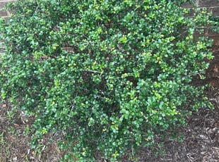Che W.'s Bush Trimming service result