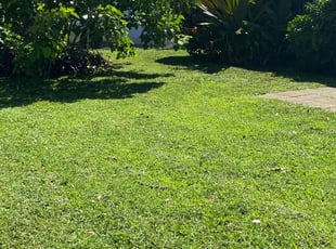 Sandip P.'s turf care service result