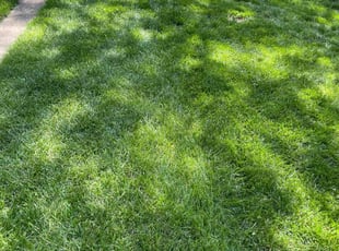 Helga G.'s lawn care service result