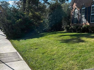 Sara D.'s grass maintenance service result