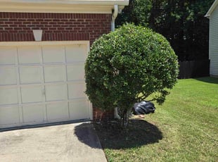 Shirley D.'s Bush Trimming service result